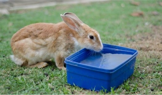 How Long Can Bunnies Survive Without Water?