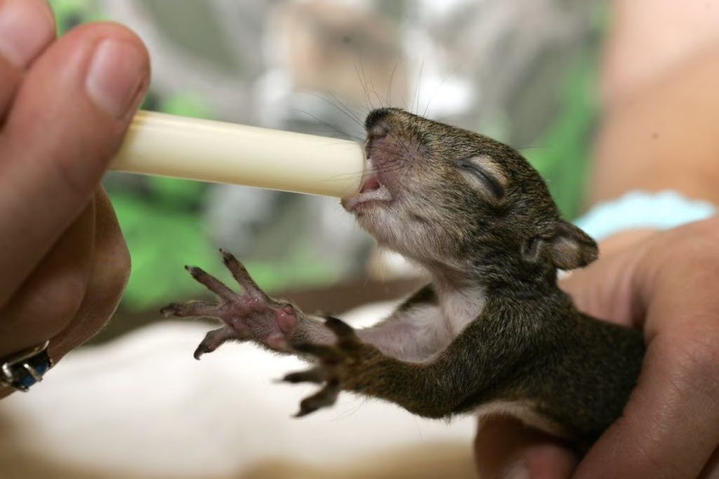 What Can A Baby Squirrel Eat?