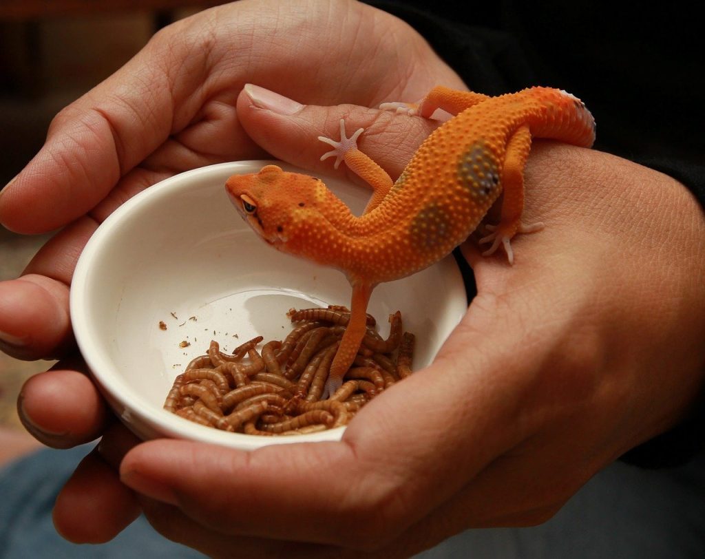 Why Does A Leopard Gecko Normally Refuse to Eat Food?