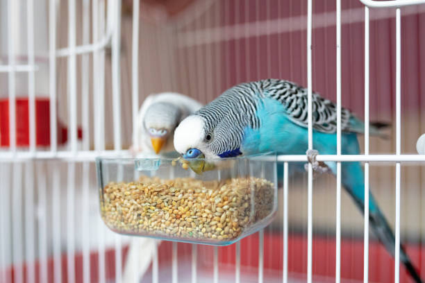 How Parakeets Can Bring Joy and Happiness to Your Home