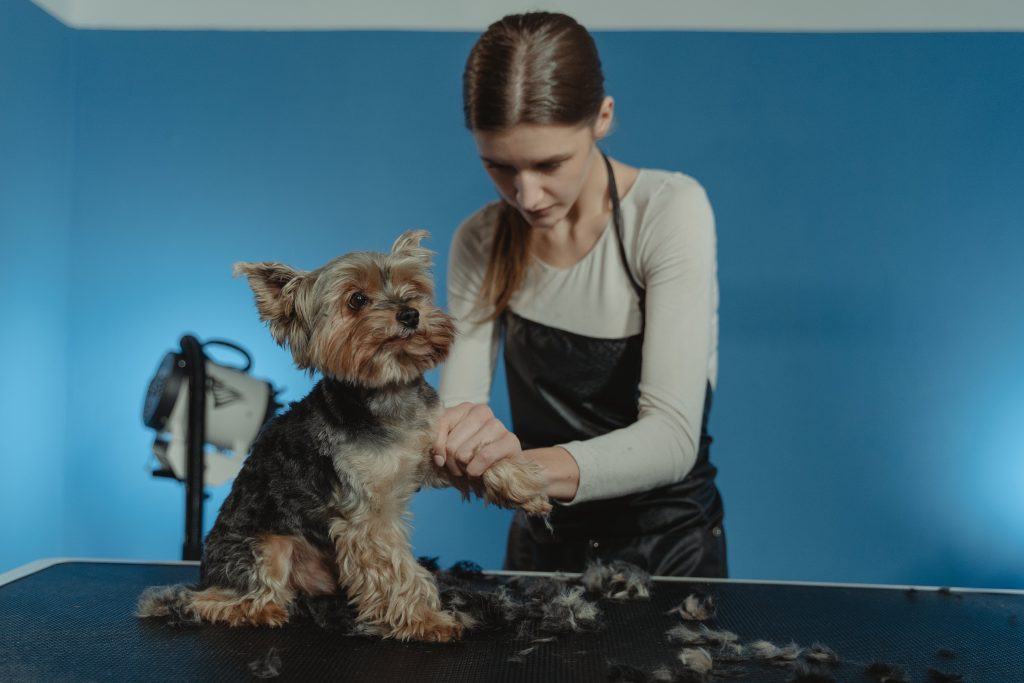 Why Investing in a Dog Grooming Franchise is a Smart Move