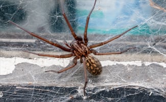 Spider Infestations — Reasons You Never Thought Which Would Lure Them