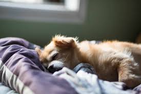 How Better Sleep Supports Your Dog's Health